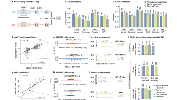 AlphaGenome: A Deep Learning Model that can more Comprehensively Predict the Impact of Single Variants or Mutations in DNA