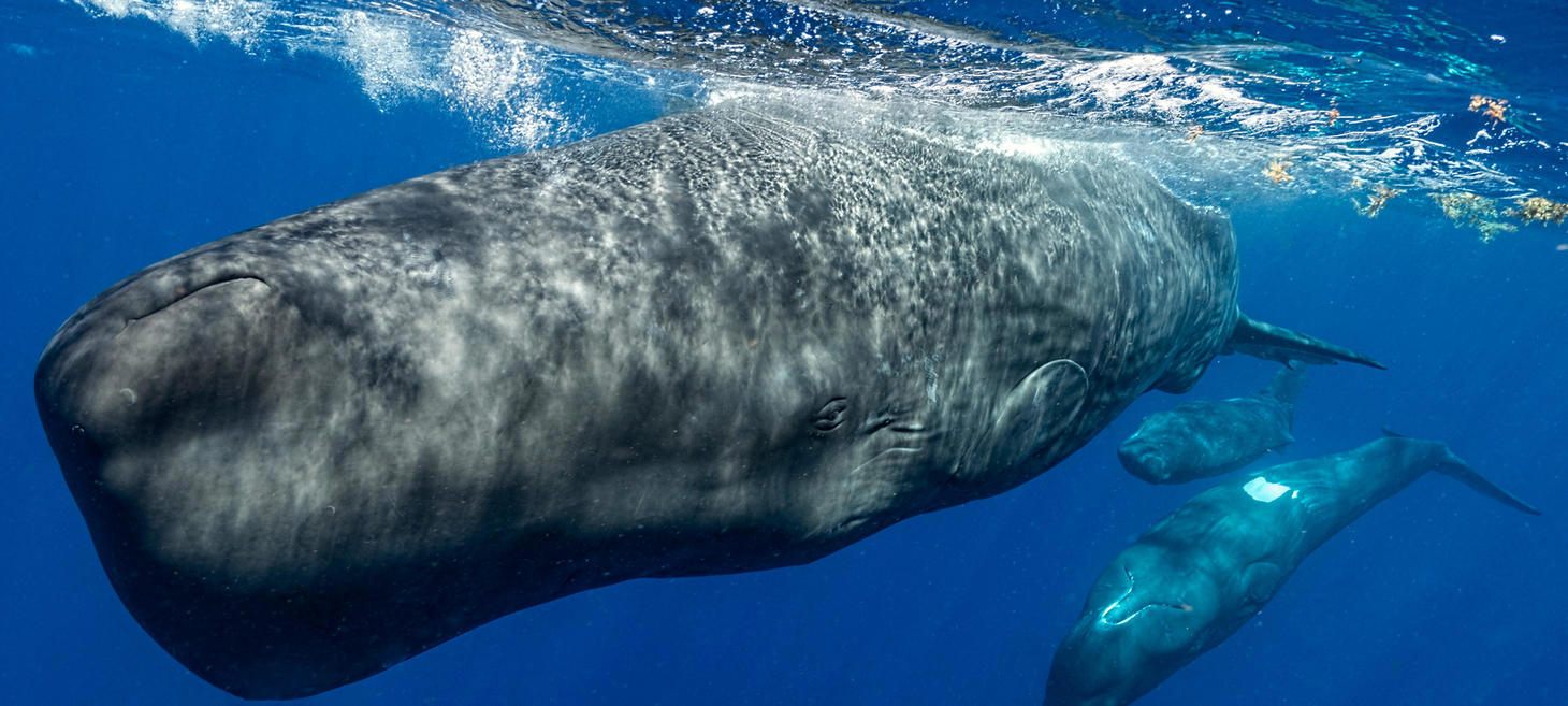 Exploring the mysterious alphabet of sperm whales